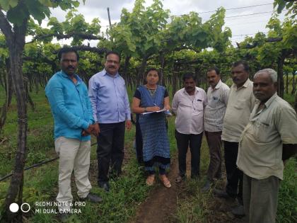 Damage to pruned grape gardens | छाटणी झालेल्या द्राक्ष बागांचे नुकसान