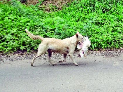 Bite the molten dog | पिसाळलेल्या श्वानाचा जनावरांना चावा