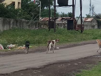 Six people were bitten by stray dogs | पिसाळलेल्या कुत्र्यांनी घेतला सहाजणांचा चावा