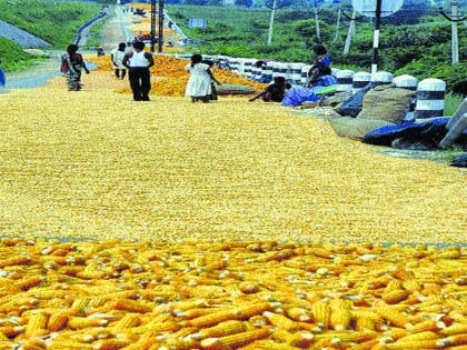 Hundreds of farmers suddenly stopped buying maize from the state government: 50 thousand quintal tons fall | राज्य शासनाकडून मका खरेदी अचानक बंद शेतकरी हवालदिल : ५० हजार क्व्ािंटल टन पडून