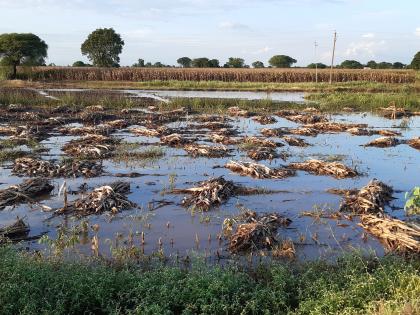 Farmers holding crop insurance await compensation | पीक विमा धारक शेतकरी नुकसान भरपाईच्या प्रतीक्षेत