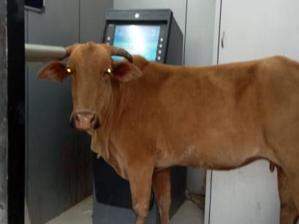  Mokat animals at the ATM at Bolthan | बोलठाण येथे एटीएममध्ये मोकाट जनावरे