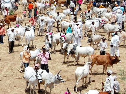 Born of seven thousand cows and buffaloes from artificial sand in Nandurbar district | नंदुरबार जिल्ह्यात कृत्रिम रेतनातून सात हजार गायी म्हशींचा जन्म