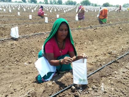Overcoming the crisis of Corona, Baliraja came forward with new hope | कोरोनाच्या संकटावर मात करीत बळीराजा नव्या उमेदीने सरसावला Overcoming the crisis of Corona, Baliraja came forward with new hope | कोरोनाच्या संकटावर मात करीत बळीराजा नव्या उमेदीने सरसावला