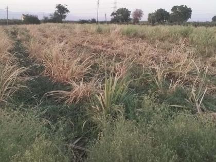 Sowing of sugarcane is due to drying and selling of fodder and cost of cultivation | ऊस कोरडा झाल्याने चारा विकून लागवड खर्चही भागेना