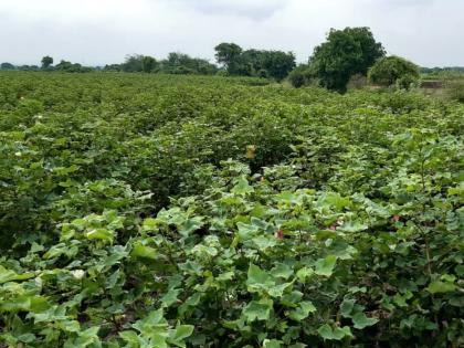 Due to moisture in cotton, the farmers dry their throat | कापसातील ओलाव्यामुळे शेतक:यांच्या घशाला कोरड Due to moisture in cotton, the farmers dry their throat | कापसातील ओलाव्यामुळे शेतक:यांच्या घशाला कोरड