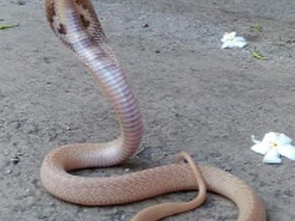 White snake in Nandurbar ... | नंदुरबारात पांढरा नाग... White snake in Nandurbar ... | नंदुरबारात पांढरा नाग...