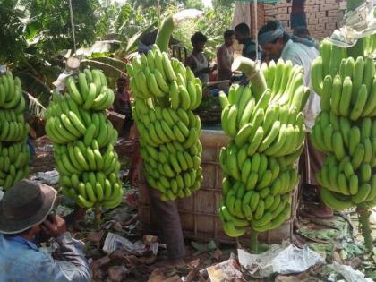 Bananas of the district over the weekend ... | जिल्ह्याची केळी सातासमुद्रापार...