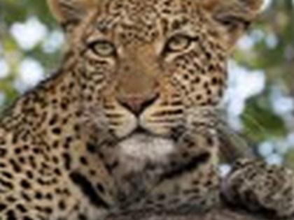 Four goats killed by a leopard | बिबट्याने केल्या चार शेळ्या फस्त Four goats killed by a leopard | बिबट्याने केल्या चार शेळ्या फस्त