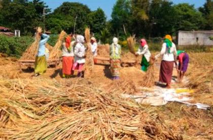 Late planting will reduce paddy yield | उशिरा लागवडीमुळे भाताचे उत्पन्न घटणार