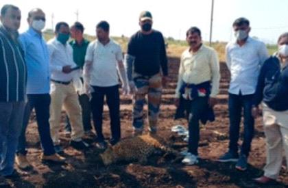 Leopard dies on Dhule-Nandurbar district border | धुळे-नंदुरबार जिल्हा सीमेवर बिबट्याचा मृत्यू