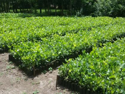 Production of 33 lakhs seedlings to forest department | वनविभाग करणार 33 लाख रोपांची निर्मिती