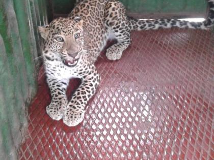 Leopard Jeraband at Kuru Dagaon | कुरु डगाव येथे बिबट्या जेरबंद