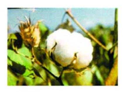 If China reduces its tax, cotton prices will increase | चीनने कर कमी केल्यास कापूस भाव वाढणार