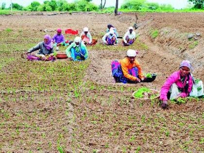 Onion production will be reduced | कांद्याचे उत्पादन घटणार Onion production will be reduced | कांद्याचे उत्पादन घटणार