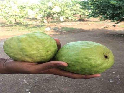 The farmer of Peelkheda discovered the banana of Peru | पिलखेडा येथील शेतकऱ्याने केळीला शोधला पेरुचा पर्याय