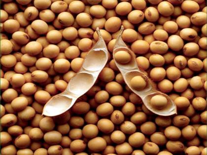 Parbhani: LaGena Muhurat to buy soya bean in the district | परभणी : जिल्ह्यात सोयाबीनच्या खरेदीला लागेना मुहूर्त