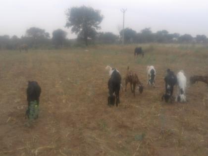 Due to drought-hit work in Rajapur, demand for fodder filling camp | राजापूर येथे दुष्काळी कामे चारा छावण्या सुरू करण्याची मागणी, मजूर हवालदिल