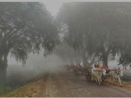  Smoky bridegroom! | गोदाकाठी धुक्याची दुलई !