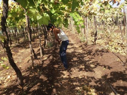 Ax on damaged vineyards | नुकसानग्रस्त द्राक्ष बागांवर कुऱ्हाड