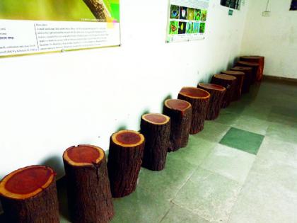 Big news; Dendrochronology Corner at Solapur University to measure the age of trees | मोठी बातमी; झाडांचे वय मोजण्यासाठी सोलापूर विद्यापीठात डेण्ड्रोक्रॉनोलॉजी कॉर्नर