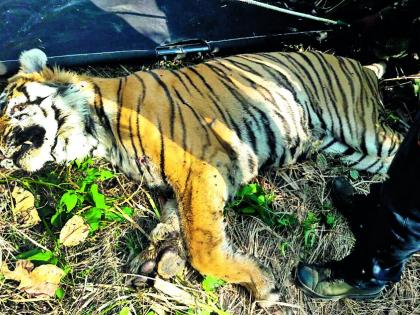 Tiger case episode; Question mark on the silence of Honorary Wildlife Guard | वाघ मृत्यू प्रकरण; मानद वन्यजीव रक्षकांच्या चुप्पीवर प्रश्नचिन्ह