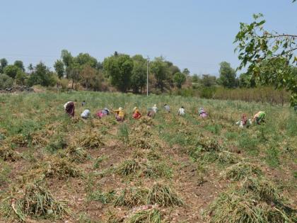 Decrease in onion yield | कांदा उत्पन्नात घट