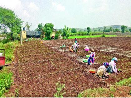 Record cultivation of onion | कांद्याची विक्रमी लागवड