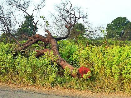 Illegal tree cover on the Deoli-Pulgaon road | देवळी-पुलगाव मार्गावर अवैध वृक्षकटाई