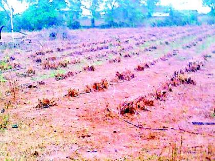 Fodder Cafeteria project dies due to water | ‘फॉडर कॅफेटेरिया’ प्रकल्प पाण्याअभावी मरणपंथाला