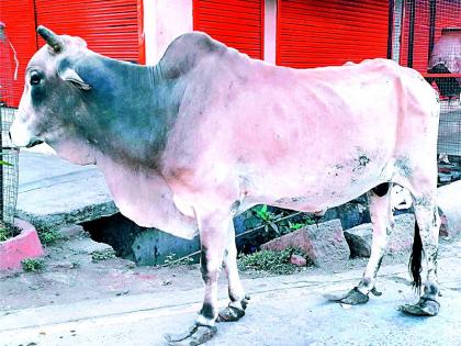 Due to the increased hooves, the bull does not die | वाढलेल्या खुरांमुळे वळू सोसतोय मरणयातना