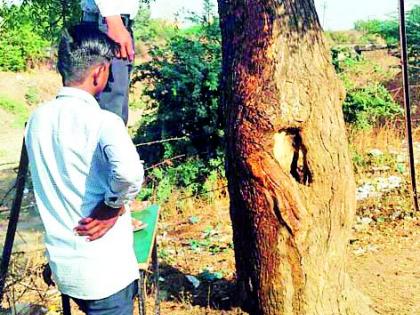 A woeful crisis on life-saving azure trees | जीवनदायी अजस्त्र वृक्षांवर वाळवीचे संकट