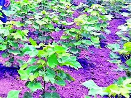 Cotton soda increased in the bowl shade | बोंडअळीच्या सावटातही कपाशीचा पेरा वाढला