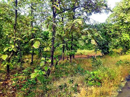 The Bondtharatha Pazhar Lake of 1972 is incomplete | १९७२ चा बोंदरठाणा पाझर तलाव अपूर्णच