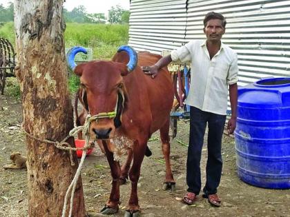 Dairy business earns 4 lakh in 4 months! | दुग्ध व्यवसायातून १६ महिन्यात ४ लाखांची मिळकत!