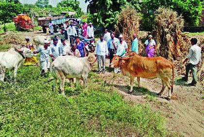 Sprinkled dog bites: Rabios infected with 60 animals die of nine animals | पिसाळलेल्या कुत्र्याचा चावा : ६० जनावरांना रॅबिजची लागण नऊ जनावरांचा मृत्यू