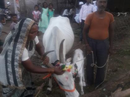 Farmers celebrated at Rajapur | राजापूर येथे शेतकऱ्याने साजरे केले गायीचे बारसे