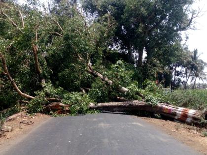  On the road to Shirol, the tree suddenly stopped, on the road, stopped the traffic and electricity supply | शिरोळ मार्गावर झाड अचानकपणे उन्मळून रस्त्यावर, वाहतूक, वीज पुरवठा बंद