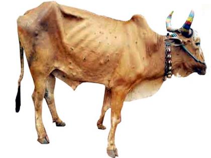 3,628 cows infected with 'Lumpy Skin Disease' in Wardha district | वर्धा जिल्ह्यात ३,६२८ गोवंशाला ‘लम्पी स्कीन डिसीज’ संसर्ग