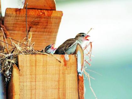 Relief from the scorching sun; The students built a nest for the birds | कडक उन्हापासून दिलासा; विद्यार्थिनींनी तयार केली पक्ष्यांसाठी घरटी