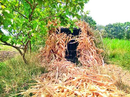  Cage for leopard in Devlaligong area | देवळालीगाव परिसरात बिबट्यासाठी पिंजरा