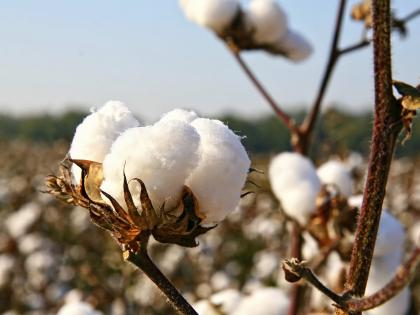 cotton growers in Wardha, hoping for cash | रोखीच्या आशेत वर्ध्यातील कापूस उत्पादकांची हमीभावाकडे पाठ