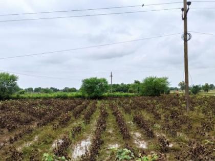 The floods receded but the farm conditions were terrible; Crops were planted in thousands of hectares | पूर ओसरला पण शेतीची स्थिती भयानक; शेकडो हेक्टरातले पीक करपले