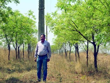 86km 40 trees in the area survived; Careful supervision of the deputy | ८६ कि.मी. क्षेत्रातली ४० हजारावर झाडे जगवली; वनपालांची दक्ष देखरेख