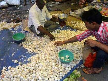 Kolhapur: The price of essential commodity like lentil crushing came down to Rs. 10 in the wholesale market | कोल्हापूर : लसणाची फोडणी झाली स्वस्त, घाऊक बाजारात दहा रुपयांपर्यंत घसरण