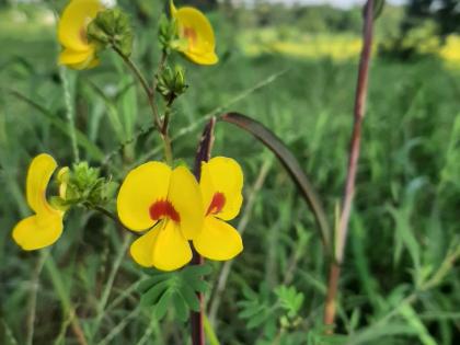 Grass Flower Ray Grass Flower, Flower Kavala at Shivaji University | गवत फुला रे गवत फुला, शिवाजी विद्यापीठात फुलला कवला