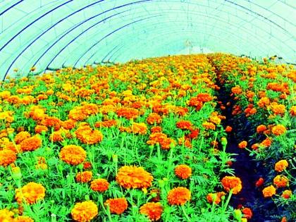 Marigold flowers reached 'hundredths' | झेंडूच्या फुलांनी ‘शंभरी’ गाठली