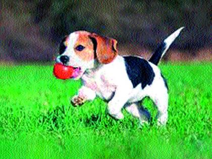 Only 1253 pet dogs in Nashik | नाशकात अवघे १२५३ पाळीव श्वान