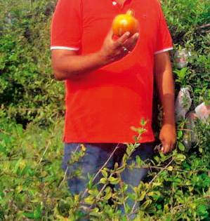 Youth Farmers Produced Grown Pomegranate Growth | युवा शेतकºयाने घेतले विषमुक्त डाळिंबाचे उत्पादन