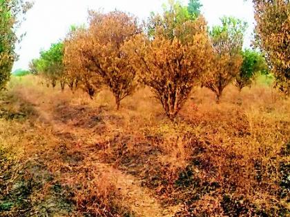 Three acres of orange trees burnt | तीन एकरांतील संत्रा झाडे जळाली